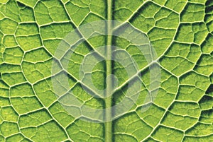 Close-Up of Leaf