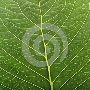 Close up of leaf