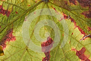 Close up of leaf in autumn photo