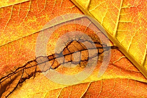 Close up of a leaf in Autumn with veins and brown degeneration