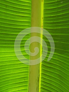 Close up of a leaf from a banana tree, very bright green colour kenya africa