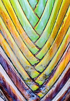Close up - Leaf bases on a Traveler's Palm (Ravenala madagascari
