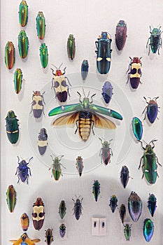 leaf beetle specimens photo