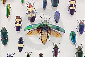 leaf beetle specimens photo