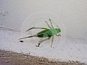 Close up leaf bug (Bicho-folha) or leaf bug (Phyllium Siccifolium).