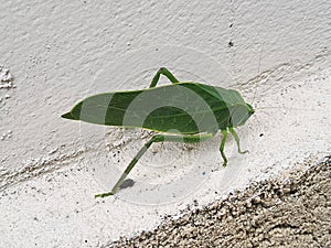 Close up leaf bug (Bicho-folha) or leaf bug (Phyllium Siccifolium).