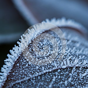 Close-up of a leaf covered in frost. The frost forms intricate, spiky patterns along the