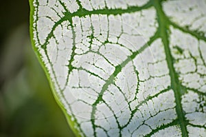 Close-up of leaf covered with white powder showing leaf`s nerves