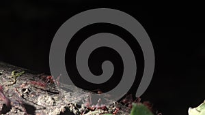 Close-up of leaf cutter ants carrying leaf along a branch Ecuador South America.