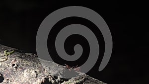 Close-up of leaf cutter ants carrying leaf along a branch in the rainforest.