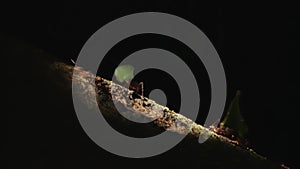 Close-up of leaf cutter ants. In the rainforest of Ecuador, South America.