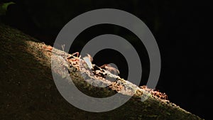 Close-up of leaf cutter ants. In the rainforest of Ecuador, South America.