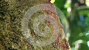 Close-up of leaf cutter ants In the rainforest in Yasuni National Park.