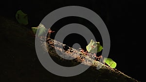 Close-up of leaf cutter ants In Yasuni National Park.