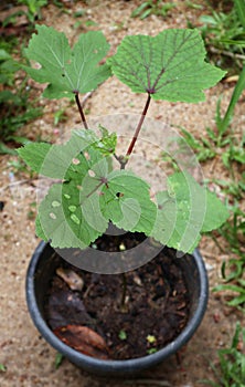 Close up of a leaf damaged by insects on a red Okra plant planted in a black pot
