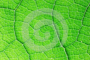 Close up leaf detail