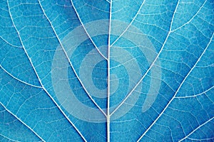 Close up leaf detail Blue tone filter style