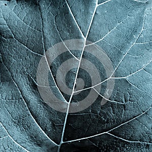 Close up of leaf details