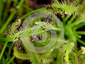 close up of the leaf of a Drosera Capensis, a sundew carnivorous plant with trapped small flys called sciaridae