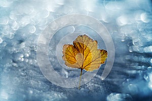 Close-up of leaf on freeze bokeh background.