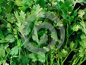 Close up leaf of fresh coriander , cilantro are ingredient of as