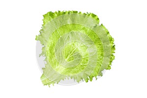 Close up of a leaf of fresh, green, organic curly lettuce Lactuca Sativa, isolated on white background