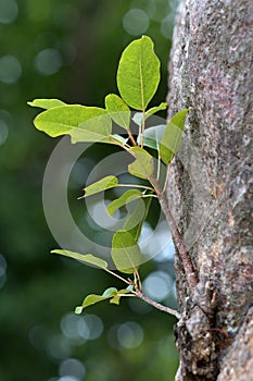Close up leaf in fresh morning