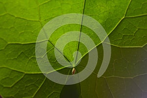 Close up of leaf of Giloy vine climber.