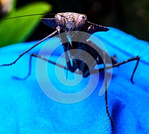 Close-up of leaf insect on bright blue background