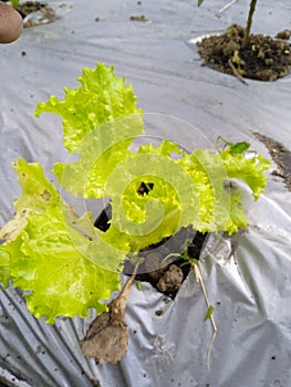 Close-up of leaf lettuce