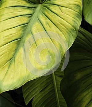 Close up leaf. Macro photo