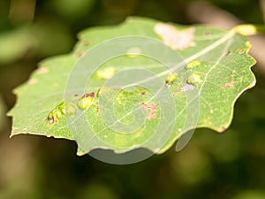 Close up leaf petal with bumps summer