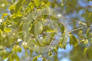 Close up leaf santalum album defocused baground again