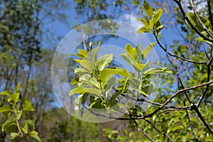 Close up leaf santalum album defocused baground again