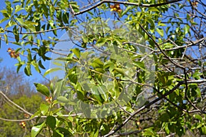 Close up leaf santalum album defocused baground again