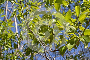 Close up leaf santalum album defocused baground again