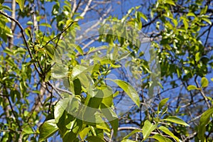 Close up leaf santalum album defocused baground again