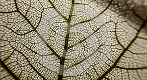 Close-up of a leaf showing intricate