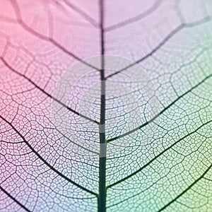 Close-up of a leaf skeleton pattern,