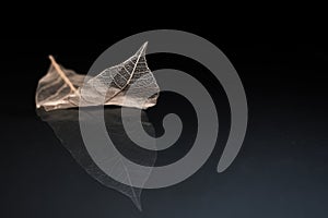 Close up of leaf skeleton and reflection on the floor in vintage