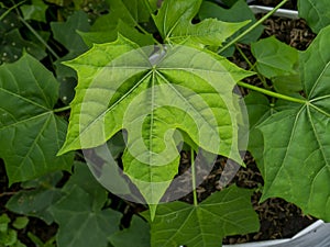 Close up leaf of spinach or Chaya