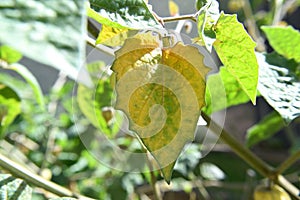 Close-Up of a Leaf - Texture and Veins of Leaves - Macro Shot