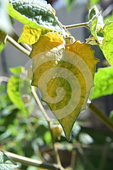 Close-Up of a Leaf - Texture and Veins of Leaves - Macro Shot