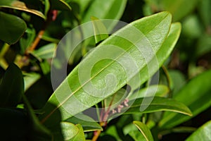 Close-Up of a Leaf - Texture and Veins of Leaves - Macro Shot