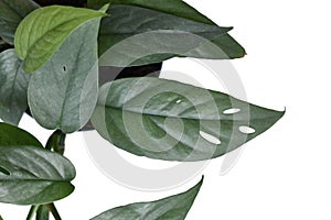 Close up of leaf of tropical \'Epipremnum Pinnatum Cebu Blue\' houseplant with silver-blue leaves with fenestration photo