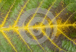 Close up of Leaf vein