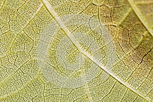 Close up of Leaf vein