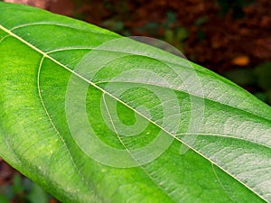 Close Up Leaf with leaf vein
