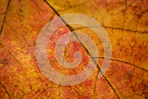 Close up of leaf veins