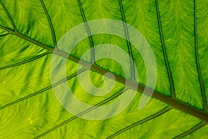 Close-up of leaf veins, giant elephant ear or green taro